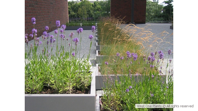 Low Maintenance Rooftop Garden