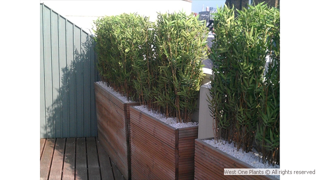 Bamboo Planting in Belgravia Roof Garden