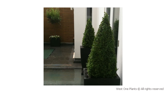 Geometric Planting in Knightsbridge