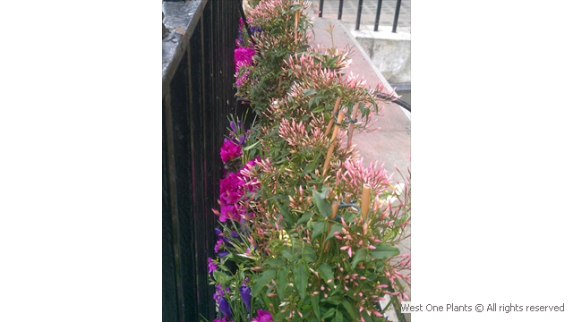 Spring Window Box Display in Mayfair