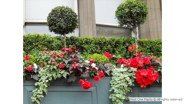 Red Summer Display in Park Lane