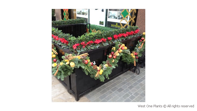 Announcing Christmas with Garlands and Red Cyclamen in Mayfair