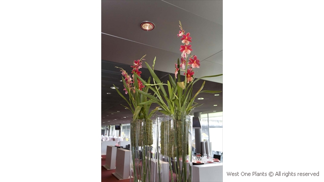 Tall Red Orchid Displays