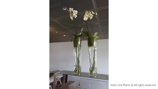 Double-Tier White Phaleonopsis Display in London