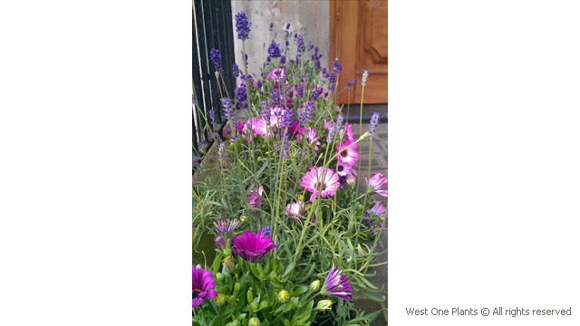 Simple Wild Garden Display in Mayfair