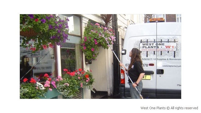 Hanging Baskets and Window Boxes in Mayfair being Watered