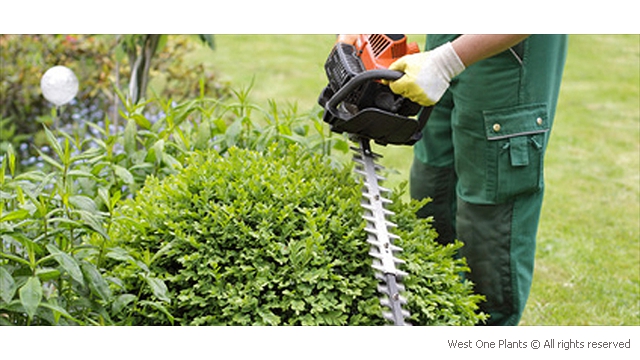 Buxus Ball receiving a Haircut