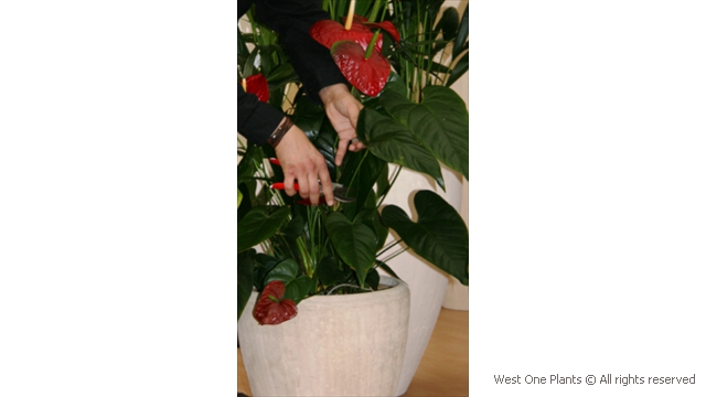 Pruning of Anthurium in Belgravia