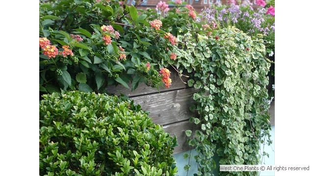 Beautiful Summer Planting in Southwark