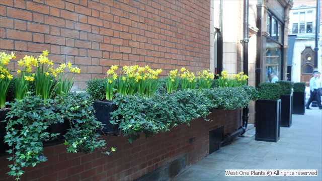 Yellow Spring Display in Mayfair