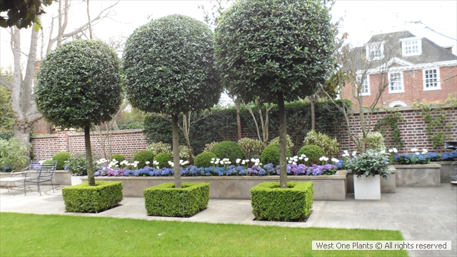 Paved Stone with Buxus