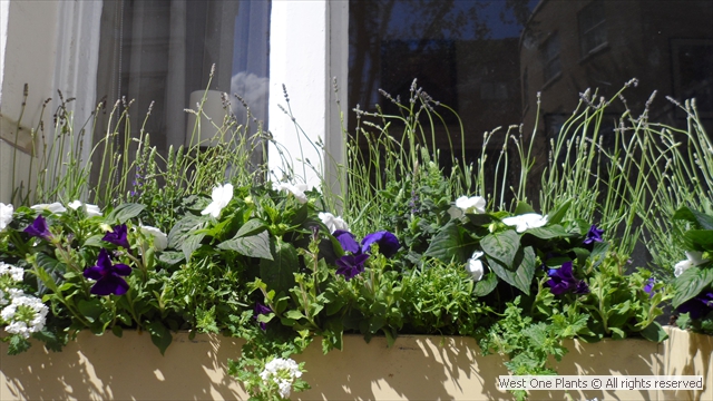 Blue and White Summer Window Box Display in Bayswater