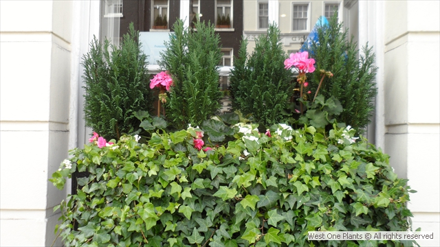 Pastel & Green Summer Display in Mayfair