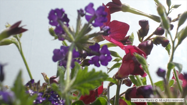 Planting a Bee's Delight in Mayfair