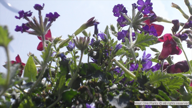 Planting an Urban Bee Paradise in Mayfair