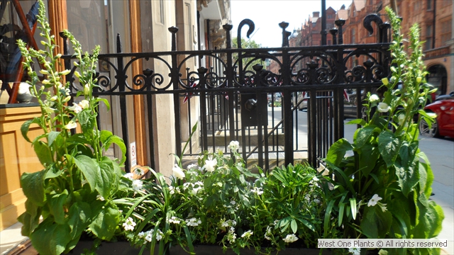 White Majestic Summer Display planted with Foxgloves, Lupins, Roses and Agapanthi