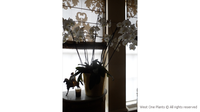 White Phaleonopsis Orchids in an Antique Setting