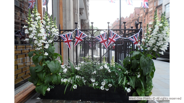 A Royal Wave of White Flowers in Mayfair