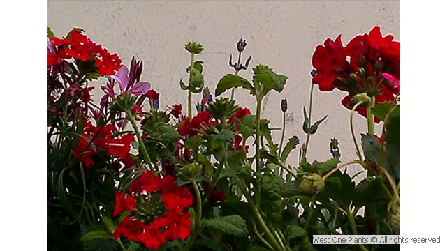 Planting edible and beefriendly plants in Wandsworth