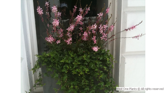 Bee Friendly Display in Belgravia with Ivy