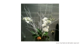 White Phaleonopsis Christmas Orchid Display