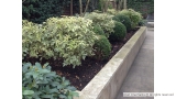 Planting Shades of Green in St John's Wood