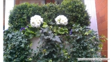 Discrete Window Box Display in Picadilly