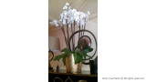 Impresssive Phaleonopsis Orchid Display in Antique Setting