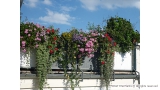 Cascading Flowers in Wandsworth Roof Garden