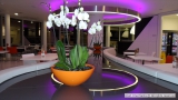 White Phaleonopsis Orchids in Dining Area