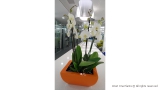 White Phaleonopsis in Modern Office Setting