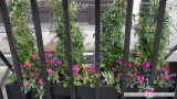 Planting with a Difference in London W1