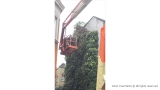 Cutting back Ivy and Shaping Buxus Pyramids