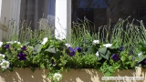 Blue and White Summer Window Box Display in Bayswater