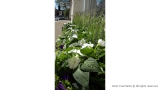 Blue and White Summer Window Box Display in Bayswater