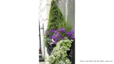 Purple Window Box Display in Mayfair