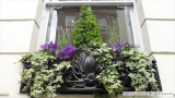 Purple Window Box Display in Mayfair