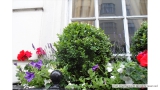 Bee-friendly Plants for Jubilee 2012