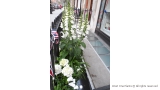 Majestic Display of White Foxgloves, Digitalis