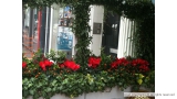 Winter Display of Red Cyclamen in Kensington