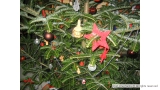 Christmas Tree in a Home in Wandsworth