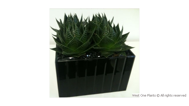 Aloe 'Cosmo' in Modern Black Mirrored Glass Container