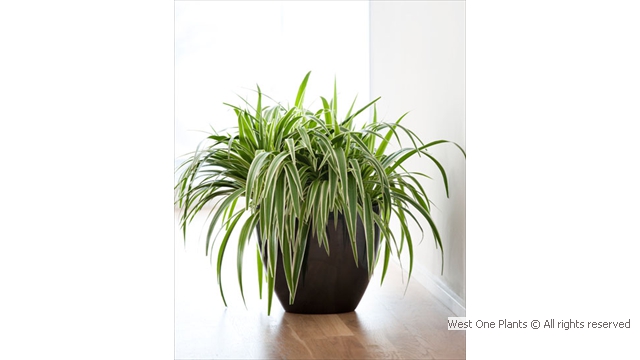 Spider Plant, Chlorophytum Comosum in Brown Contemporary Container