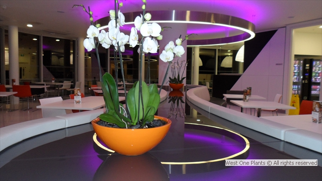 White Phaleonopsis Orchids for Modern Look