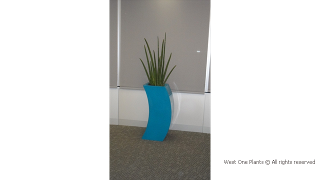 Sansevieria Cylindrica in Blue Streamline Planter