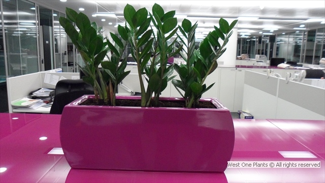 Zamioculcas Zamiifolia in Modern Office Setting in Tower Hamlets