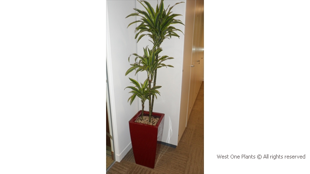 Tall Dracaena Fragrans 