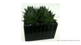 Aloe 'Cosmo' in Modern Black Mirrored Glass Container