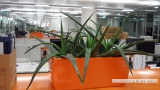 Aloe Vera in Modern Office Setting