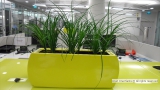 Ponytail Palms - Beaucarnea Recurvata in Modern Office Setting